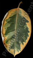 decal leaf 0004